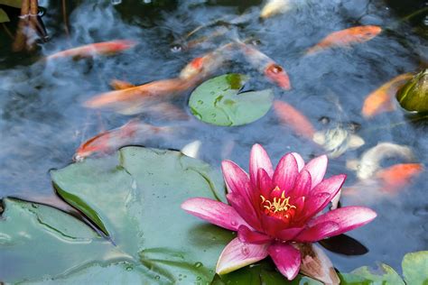 Koi Proofing Pond Plants: How To Keep Plants Safe From Koi Fish