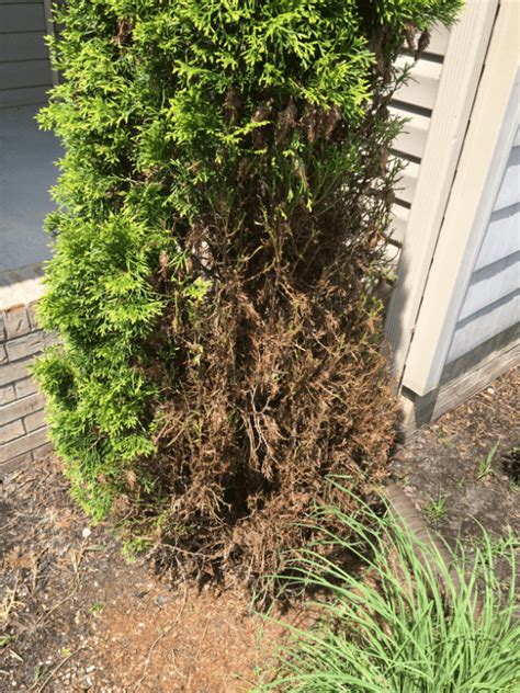 Bagworm Season - Cherokee Tree Care