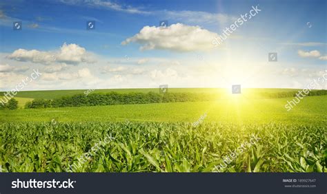 Beautiful Sunset On Corn Field Stock Photo 189927647 | Shutterstock