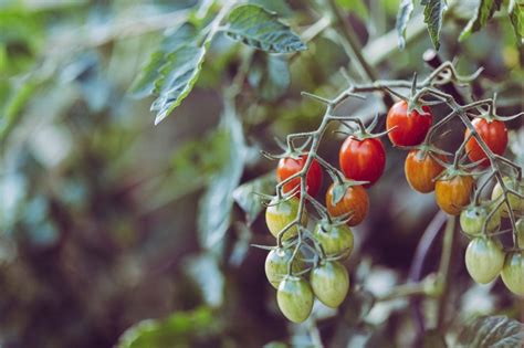 How to Grow Tomatoes in a Greenhouse » Residence Style