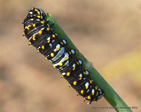 A Close Look at the Black Swallowtail Caterpillar