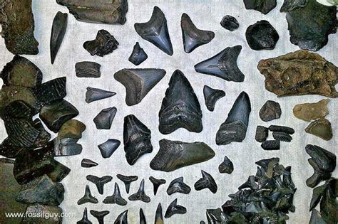 Fossilguy.com: Peace River Fossil Hunting: Shark Teeth and Ice Age Fossils.