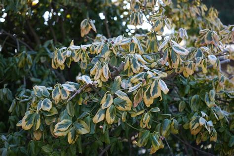 Prune Euonymus In Late Winter Or Early Spring, Following These Guidelines From Gardeners ...