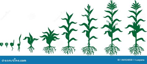 Life Cycle Of Corn Maize Plant. Growth Stages From Seed To Fruiting Plant Isolated On White ...