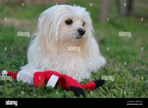 Beautiful Shih Tzu and chihuahua mix Stock Photo - Alamy