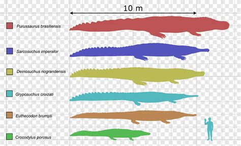 Deinosuchus purussaurus cocodrilo urumaco cocodrilo, cocodrilo, ángulo ...