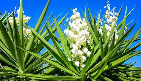 Two species of yucca, one called "soapweed" and another called "Mojave ...