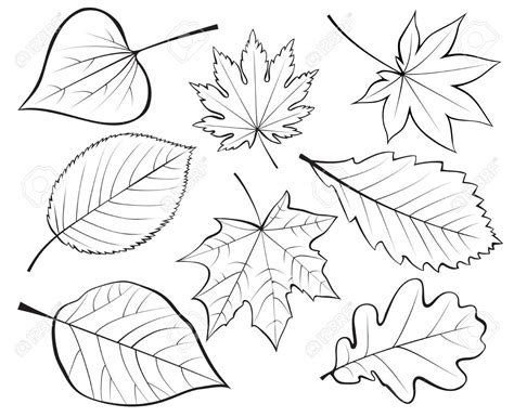 leaves drawing - Google Search | Fall leaves coloring pages, Leaf ...