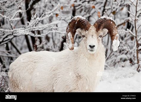 A full-curl Dall sheep ram with snow on its horns, Chugach Mountains ...