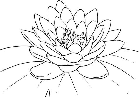 Free Printable Lotus Coloring Pages For Kids | Páginas para colorear de flores, Flor de loto ...