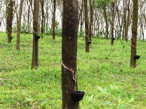 KI Media: Rubber Tree Growing in S. E. Asia Expanding, Along with Risks