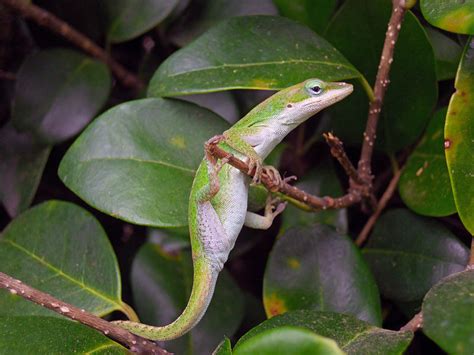 Green Anole Facts and Pictures | Reptile Fact