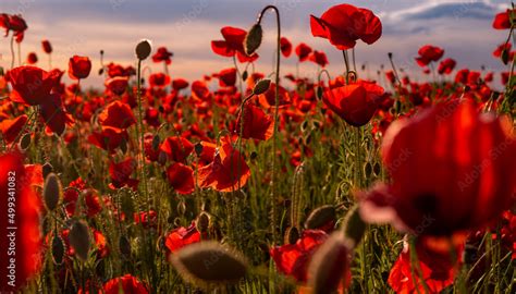 Flowers Red poppies blossom on wild field. Anzac Day memorial poppies ...