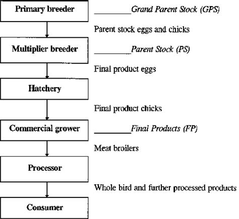 The structure of the broiler production system. | Download Scientific ...