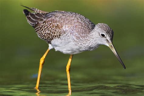 How to Tell Greater Yellowlegs and Lesser Yellowlegs Apart