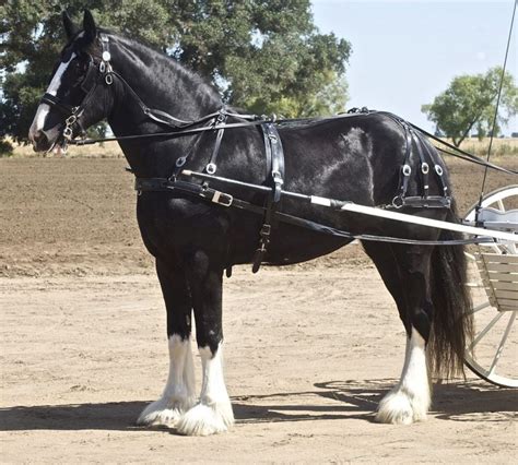 Top 8 Largest Horse Breeds In The World