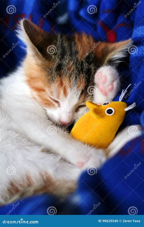 Calico Kitten Sleeping with Her Yellow Mouse Toy. Stock Photo - Image of feline, blanket: 90629540