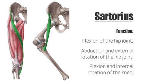 Flexion & abduction & lateral rotation of thigh at hip Flexion & medial ...