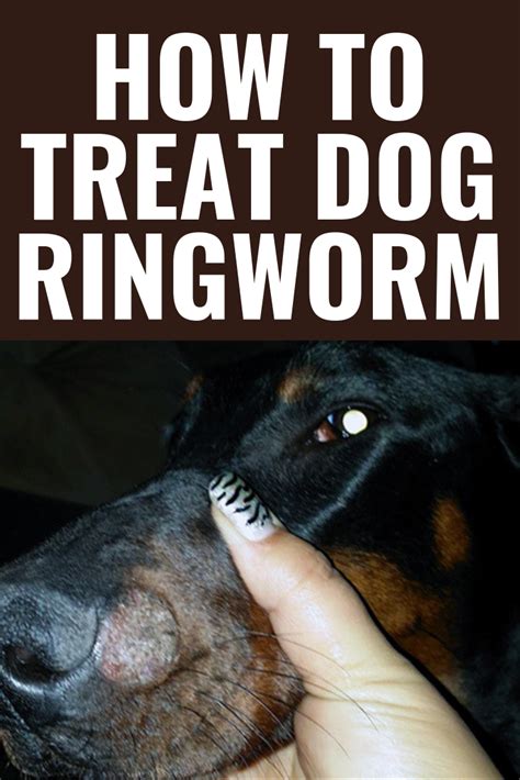 What Does Ringworm Look Like On A Dog S Nose - What Does