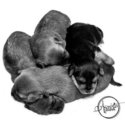 Aussie Terrier Puppies - Barnabas Farm