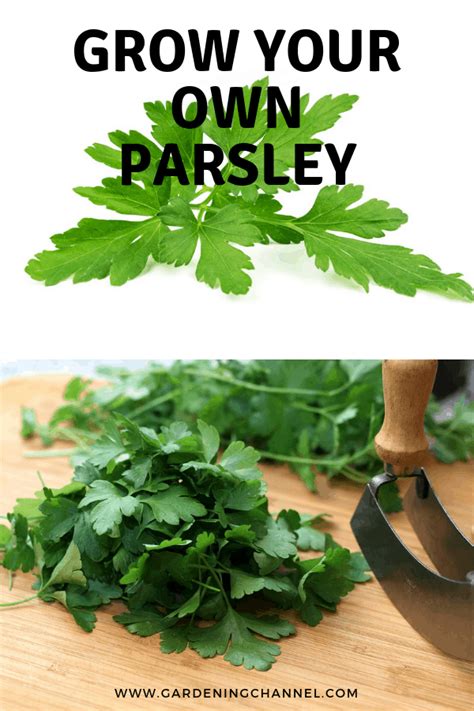 How to Grow Parsley - Gardening Channel