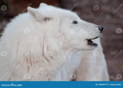 Wild Alaskan Tundra Wolf is Howling in Response To Other Wolves. Canis ...