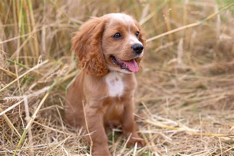 Cocker Spaniel Mixes: 38 Beautiful Crossbreeds (With Pictures)