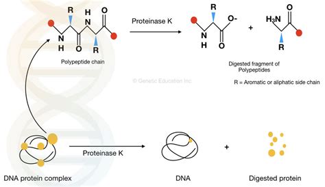 Proteinase K DNA extraction method