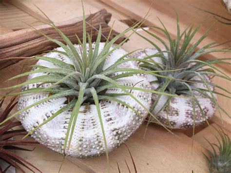 Air Plant Ideas: Upside Down Sea Urchin Shells for Jellyfish Look [Backyard Neophyte Landscaping ...