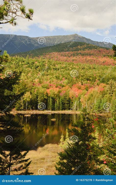 Fall colors in Maine stock photo. Image of forest, trees - 16375278