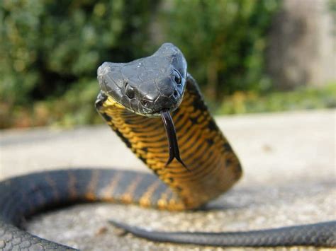 10 Of The Most Venomous Snakes In The World