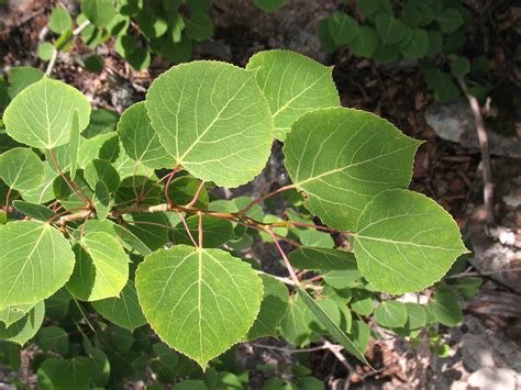 Populus tremuloides (quaking aspen, quaking poplar): Go Botany