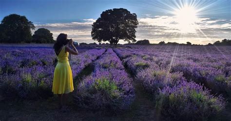 Mayfield Lavender Farm: Best time to visit, farm shop opening times ...