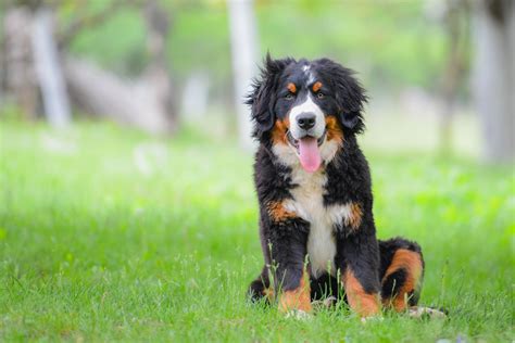 Are Bernese Mountain Dogs Good Companion Dogs