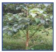 Gmelina Arborea Tree Images : Gmelina Arborea Roxb Ex Sm Plants Of The ...