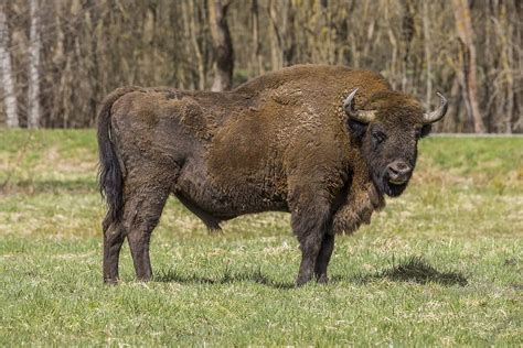 Largest Bison 'Big Bull' Ever Recorded - Animals Around The Globe