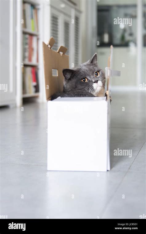 The cat hiding in cardboard box Stock Photo - Alamy