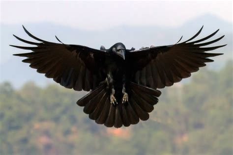 The Magic Behind Crow & Raven Mythology, Legends, and Folklore | Crows ravens, Crow, Black bird