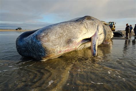 Vlieland sperm whale under the microscope - WUR