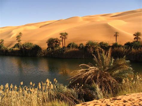 Libyan desert 04 Oasis