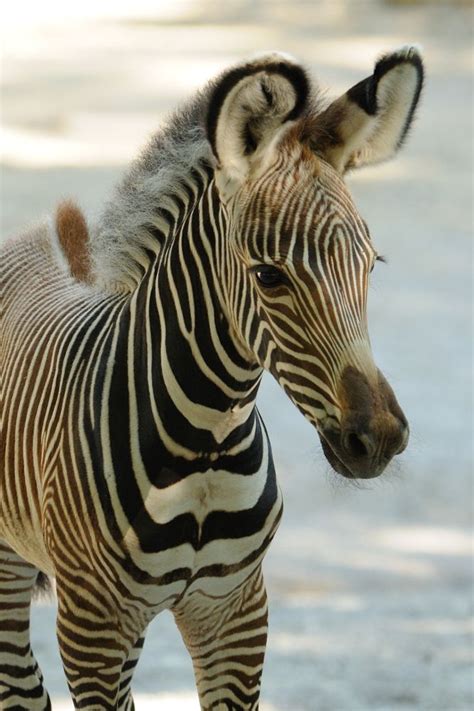 PHOTOS: Cutest Baby Zebra Makes Debut At Cincinnati Zoo | Cute baby ...