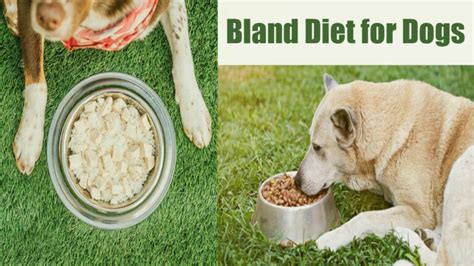 Let's Know - Best Bland Diet for Dogs with Complete Guideline