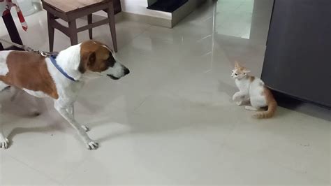 Dog Attacking Cat - YouTube