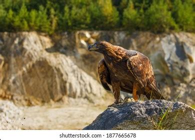 496 Golden Eagle Habitat Images, Stock Photos & Vectors | Shutterstock