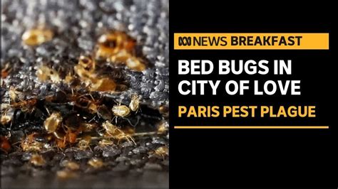 Paris grapples with bed bug outbreak | ABC News - YouTube