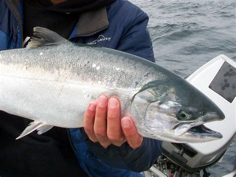 WSHG.NET BLOG | Tips for Successful Salmon Fishing | The Outdoors | July 29, 2014 | WestSound ...