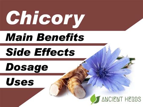 Chicory Benefits, Uses, Dosage & Side Effects