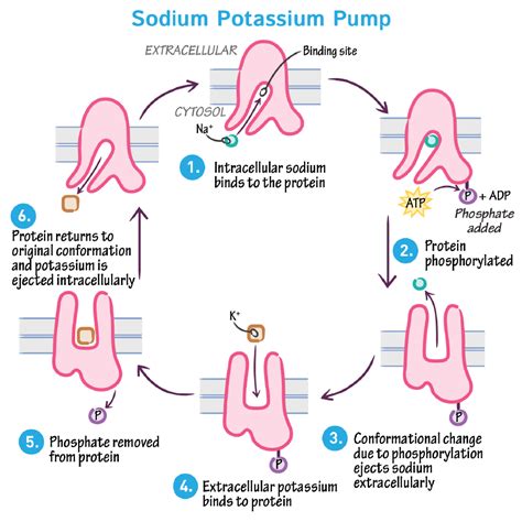 Cell Biology Glossary: Sodium-Potassium Pump | ditki medical & biological sciences