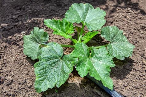 Squash leaves stock photo. Image of cultivated, green - 187669014