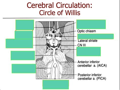 Cerebral Circulation Diagram | Quizlet